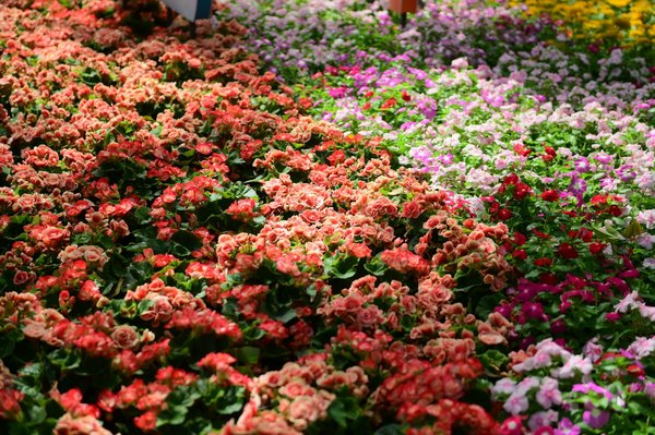 Quelle est la meilleure méthode pour éliminer les algues noires dans une piscine ?
