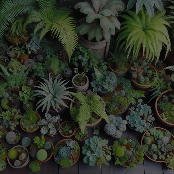 Quelles espèces pour un jardin de fougères urbain nécessitent peu de lumière ?